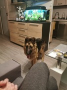 Owczarek niemiecki suczka 10 miesięcy 