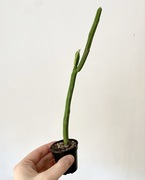 Euphorbia attastoma rarytas! 30 cm