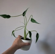 ALOCASIA tiny dancer alokazja