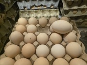 Jajka wiejskie z wolnego wybiegu 