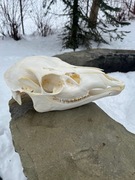 Czaszka CIELAKA łani lisa kuny.Profesjonalna preparacja. Naturalna! 