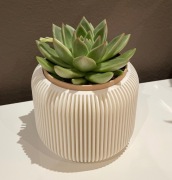 Geometryczna świeżość