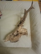 Kryjówka dla zwierzat , dekor czaszka koziołek