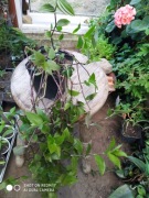 Trzykrotka zielona nr 3 dł 50 cm