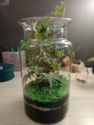 Las w słoiku - kompozycja z bluszczem (Hedera helix) 