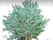 Świerk srebrny gałęzie 