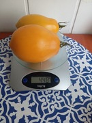 Pomidor   Zolotoy Konigsberg kolekcjonerski