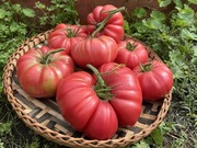 Pomidor Matka Rosja POTĘŻNY PLON I PRAWDZIWY SMAK