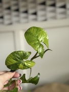 Syngonium aurea szczyt 3 listny