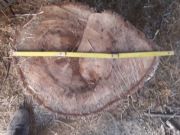 Plastry orzech włoski