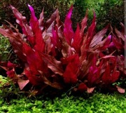 Alternanthera reineckii Pink uprawa wodna 