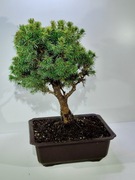 Bonsai Picea Abies, miniaturowy Świerk Unikat!!! LICYTACJA 