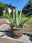 Agawy z doniczkami - duże okazy