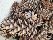 Dekoracyjne ogromne szyszki 10-15cm długości