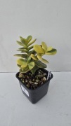 Grubosz Crassula ovata Minor Variegata 