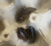 Karaczan argentyński dorosły 3-4 cm 10 szt hydrożel gratis Dubia