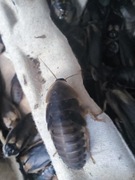 Karaczan Argentyński Dubia 25 sztuk mix