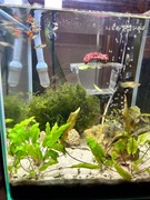 Akwarium aquael kostka z całym wyposazeniem