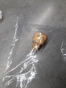 Harry Potter złota figurka, kinder joy