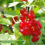 Ekologiczna porzeczka czerwona 