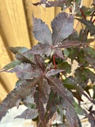 Klon palmowy „Peve Ollie”