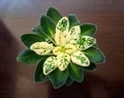 Fiołek afrykański "Little white cloud" (variegata)