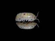 Armadillidium vulgare "Magic potion" 