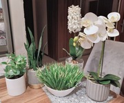 Zestaw sztucznych roślin, kwiatów: storczyk, trawa, hiacynt, sansewieria