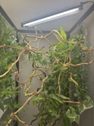 Terrarium dla kameleona 