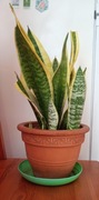 Sanseweria jęzory teściowej domowa prywatna 55cm wysokości