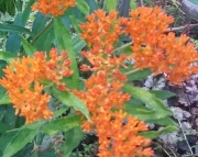 Trojeść bulwiasta asclepias tuberosa roślina miododajna 100 dużych nasion