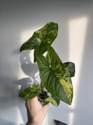Syngonium yellow variegata aurea zroslicha 4 szczyty