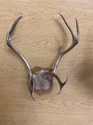 Rogi renifera na drewnie