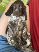 Polski Spaniel Myśliwski