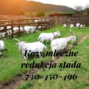 Kozy z mlekiem Możliwość transportu t: 730-450-496