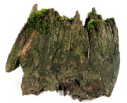 MECH DO TERRARIUM KM65  15/6/12