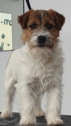 jack russell terrier rodowodowa suczka ZKWP/FCI 