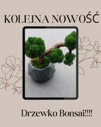 Drzewko Bonsai z chrobotka reniferowego 