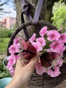 Okulary motylki z cyrkoniami na lato HIT