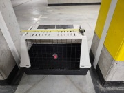 Transporter buda dla psa Xl