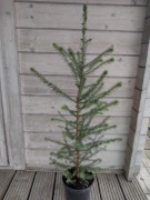 Świerk Serbski Picea Omorica 