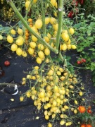 Pomidor Barry's Crazy Cherry Nasiona 