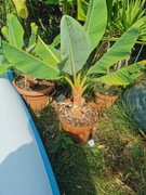 Musella lasiocarpa Bananowiec lotos sadzonka