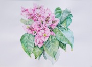 Akwarela botaniczna- Bugenwilla