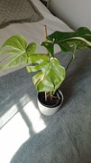Monstera thai kolekcjonerska