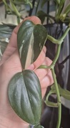 Monstera standleyana cobra
