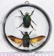 Kolekcja chrząszczy, MTQ_2 gablotka dwustronna.