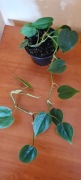Filodendron pnący + gratis zielistka 