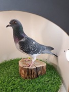 Gołębie pocztowe. Super materiał do rozpłodu . Knapik Piotr i Tomasz