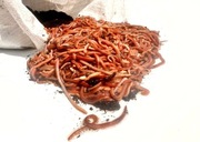 Dendrobena, robak 1kg